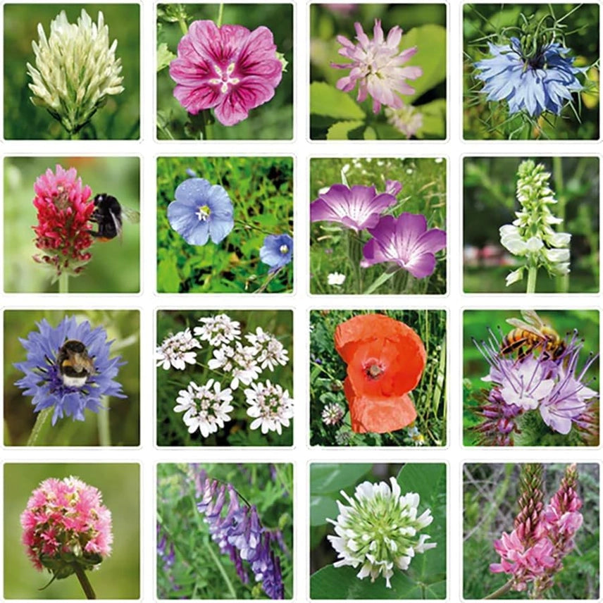 Egg Carton “It's Spring” – 6 Wildflower Seed Bombs Gift